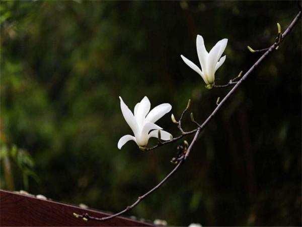 5月中旬，3大生肖太幸运！不仅求财得横财，而且日子红的发紫！