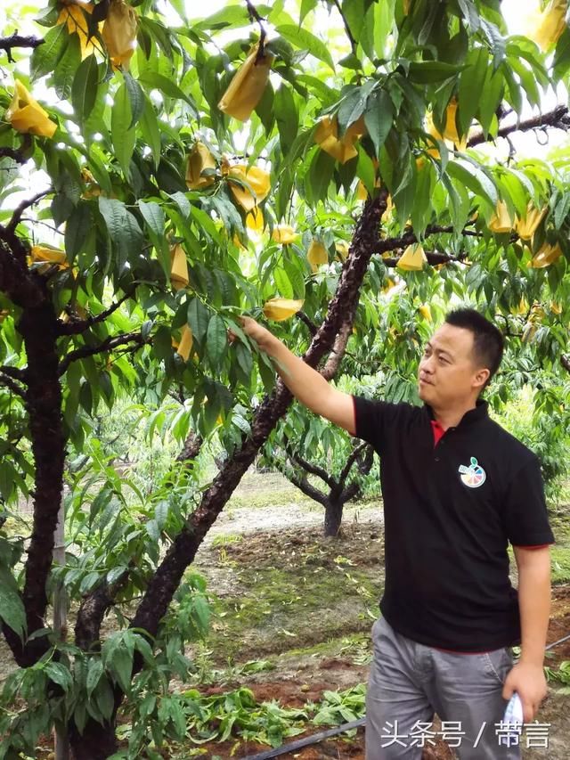 阳山|水蜜桃让您和我结缘