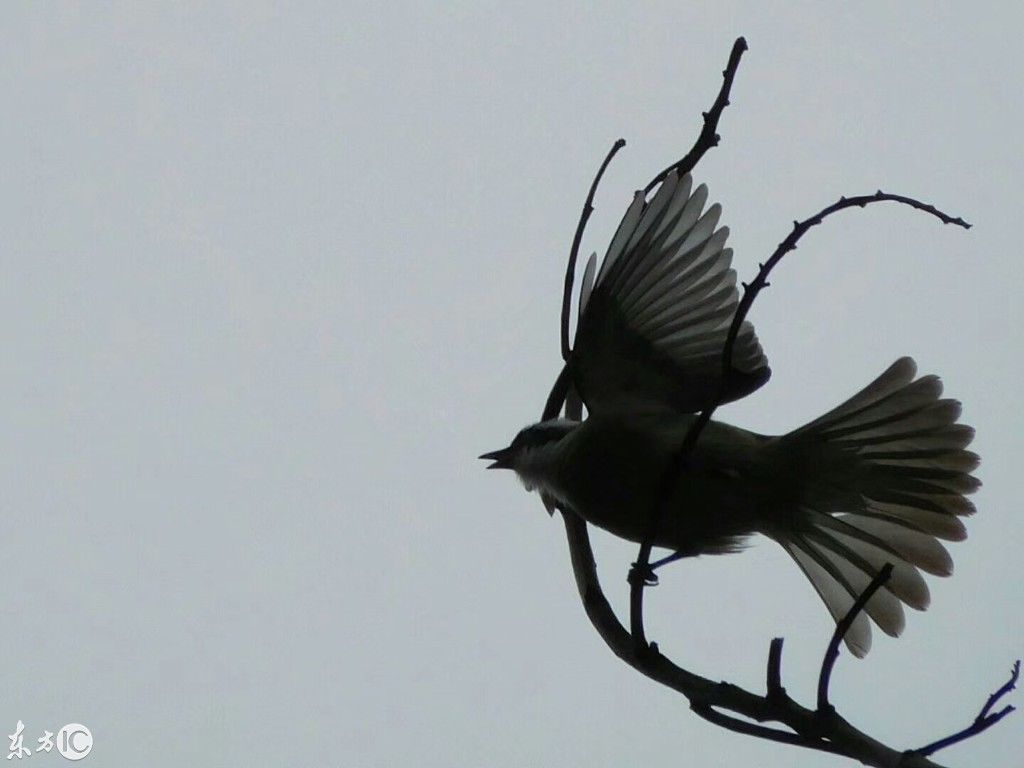 名言、警句、格言、对联,共享中华诗词之美。