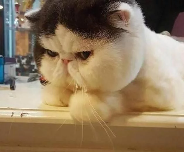 主人带猫咪去宠物店剃毛,剃完一看瞬间郁闷了:原来这货是真胖!-月牙湾
