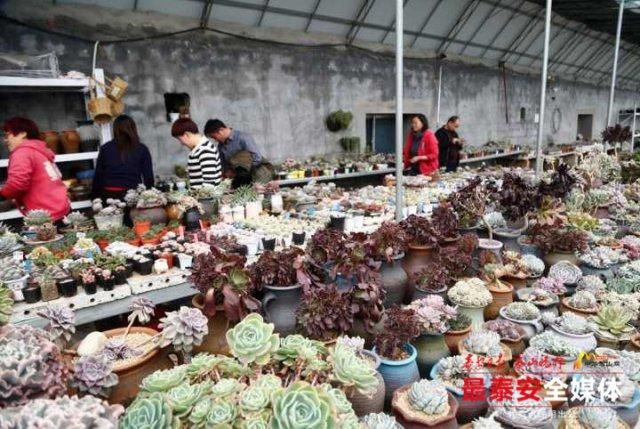 多肉植物凭啥走俏市场？卖家说：它好看又好养