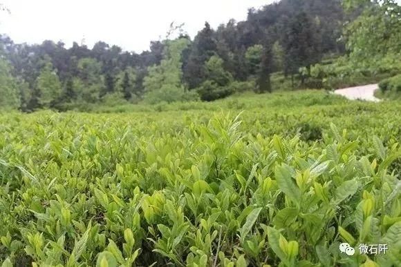 并引进贵州省石阡县芊指岭茶业有限公司,把准茶叶加工与销售的牛鼻子.图片