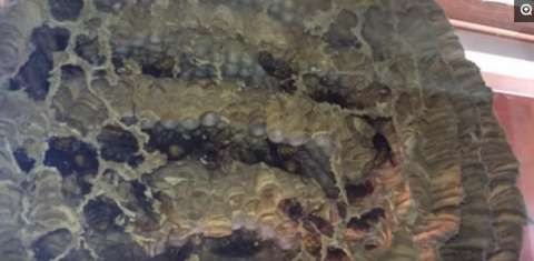 家中窗户上惊现巨大蜂巢,男子吓得连忙报警求