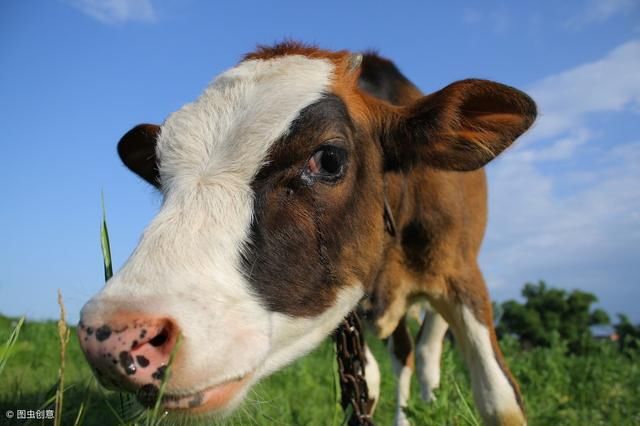 牛流口水,不吃草可能是什么病?