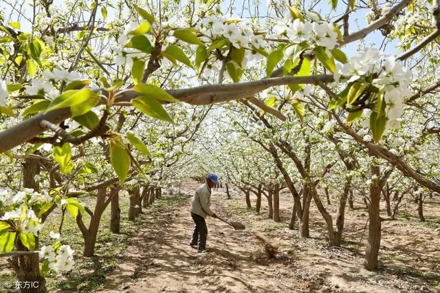 桂花树种植技术和施肥技术_苹果树施肥技术视频_苹果树施肥技术视频