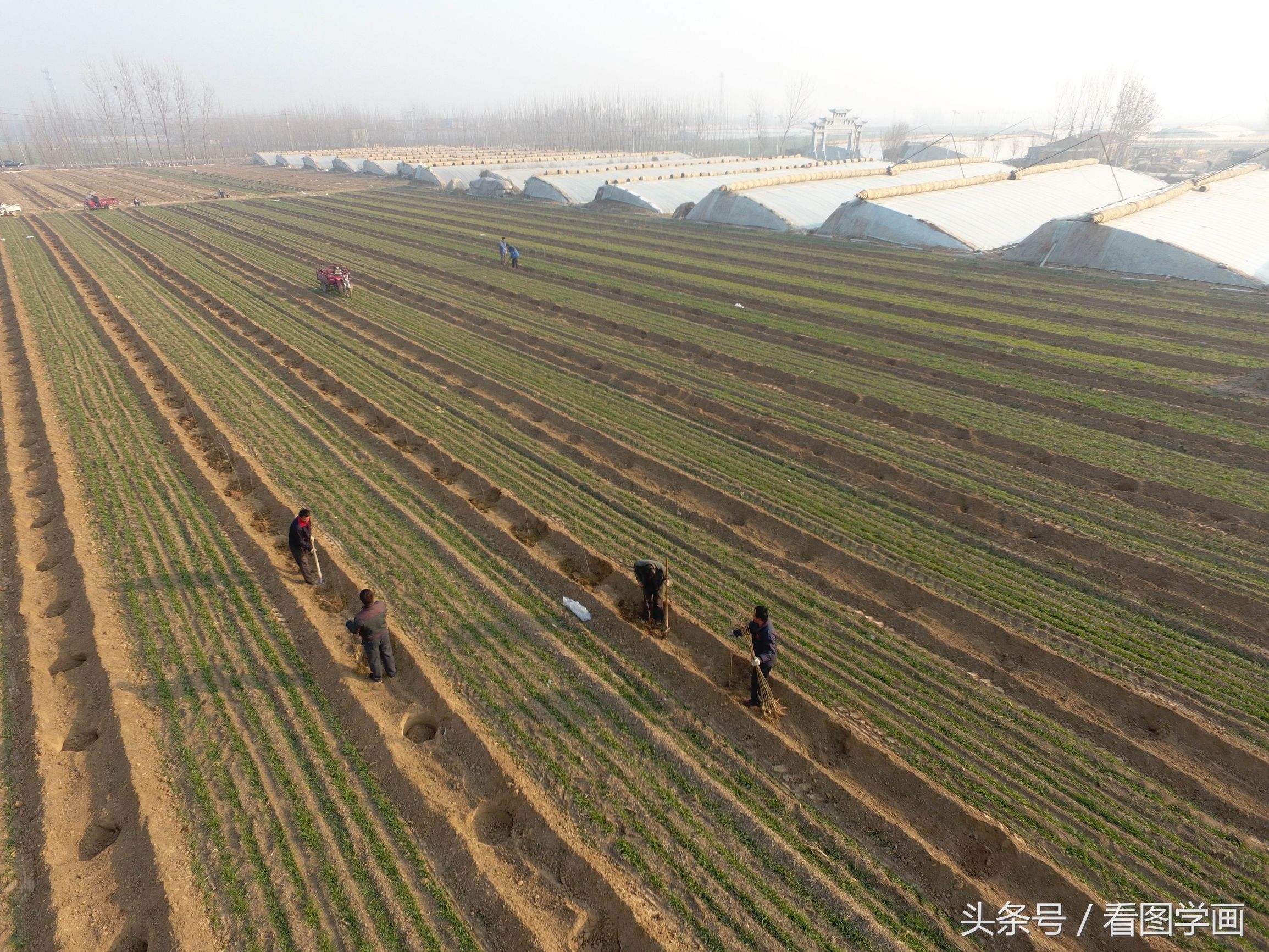 蔬菜大棚村又开始种植苹果五年后亩产量过万斤