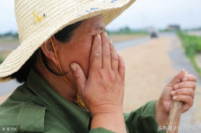 满地水果烂掉,扔掉,而城里人高呼吃不起,这中间有什么猫腻?