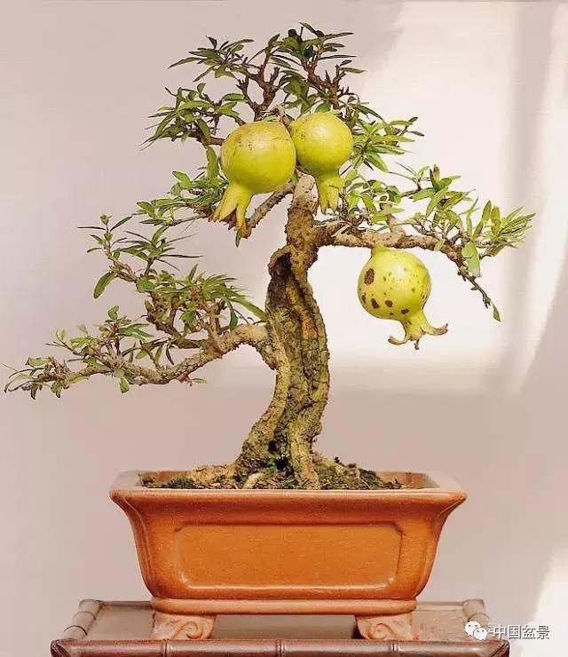 一组石榴石榴作品欣赏,情趣满枝,别具盆景!情趣用品怎样开网上在店图片
