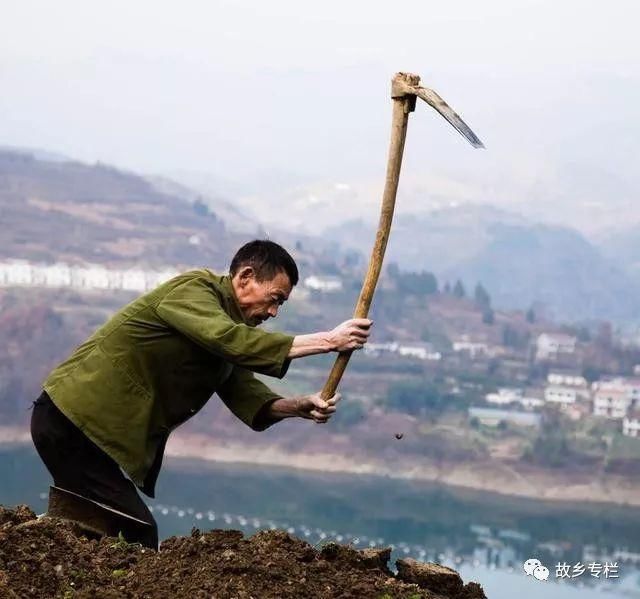 还有比这种水果难伺候的么？果实掉地上彻底就完了，非常矫情！