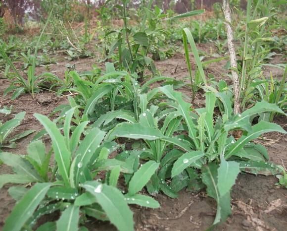 这些生长在田野的植物，用它们泡水喝，帮你清宿便排除体内垃圾