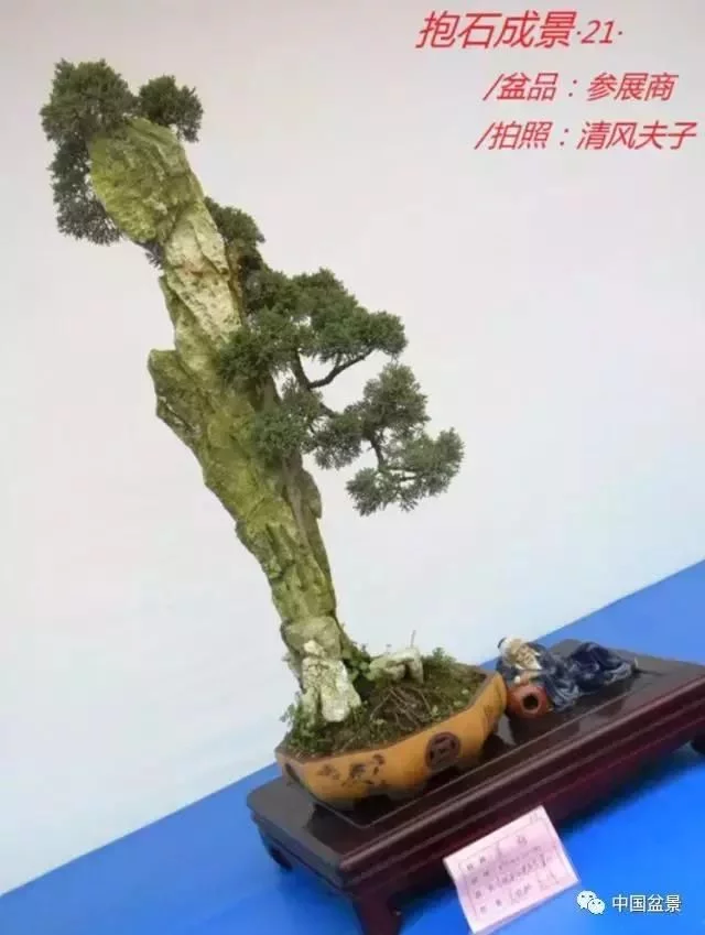 欣赏典雅新奇抱石盆景,学习抱石盆景制作技巧 - 武汉老徐 - 武汉老徐的博客 欣赏典雅新奇抱石盆景,学习抱石盆景制作技巧 - 武汉老徐 - 武汉老徐的博客