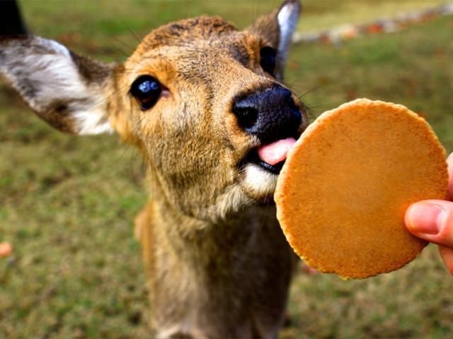 久旱逢甘霖，签证再简化，白本也可以拿日本多次往返签证