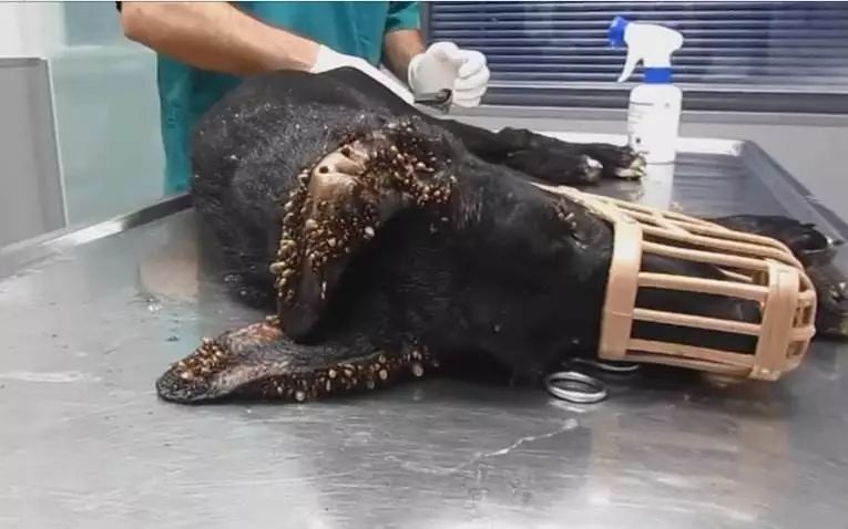 蜱一下会很开心吗?不!蜱虫离我远点!