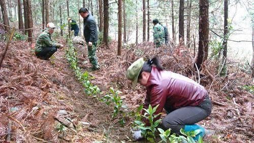 农民种树1年赚100多万 他的1个绝招是套种 想种植致富的自己收藏