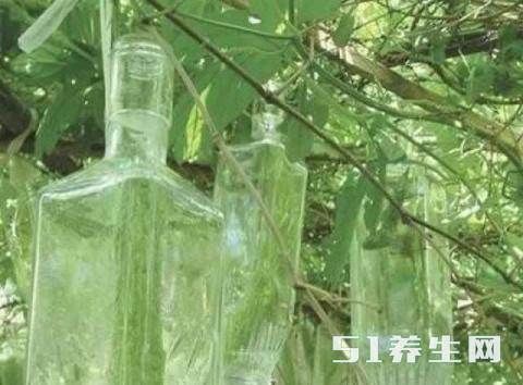 农村大爷在自家地里种“苦瓜酒”一亩地能种出上千瓶