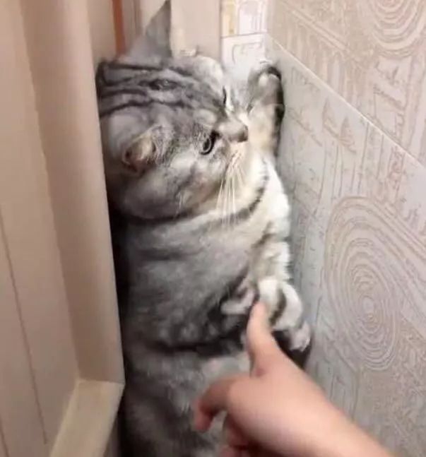 猫咪生气躲墙角,主人用手摸猫,猫咪傲娇扭头:人家还没原谅你呢 ibet国际平台登陆地址