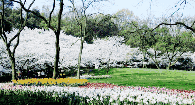 杭州多了一条最美“西湖夜游线”！苏堤、断桥……绝美景点都被承