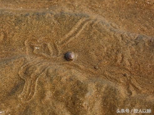 夏天赶海，退潮后海滩上都是海鲜，带你体验捡海鲜的乐趣