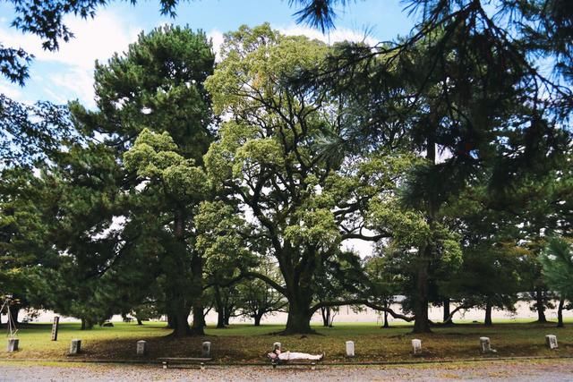 薇游丨不会日语，能去日本自由行吗？