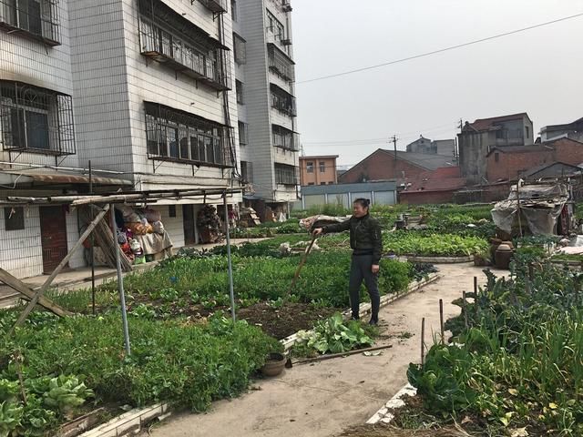 城里的种菜人，把住宅小区的花坛变农田，只为吃上放心菜！