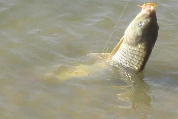 钓鲤鱼饵料搭配技巧和溜鱼手法