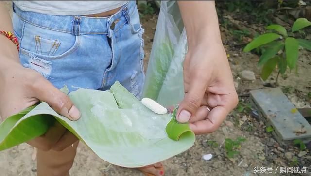 如何分辨香蕉叶是否有蛀虫?缅甸美女上演捉虫