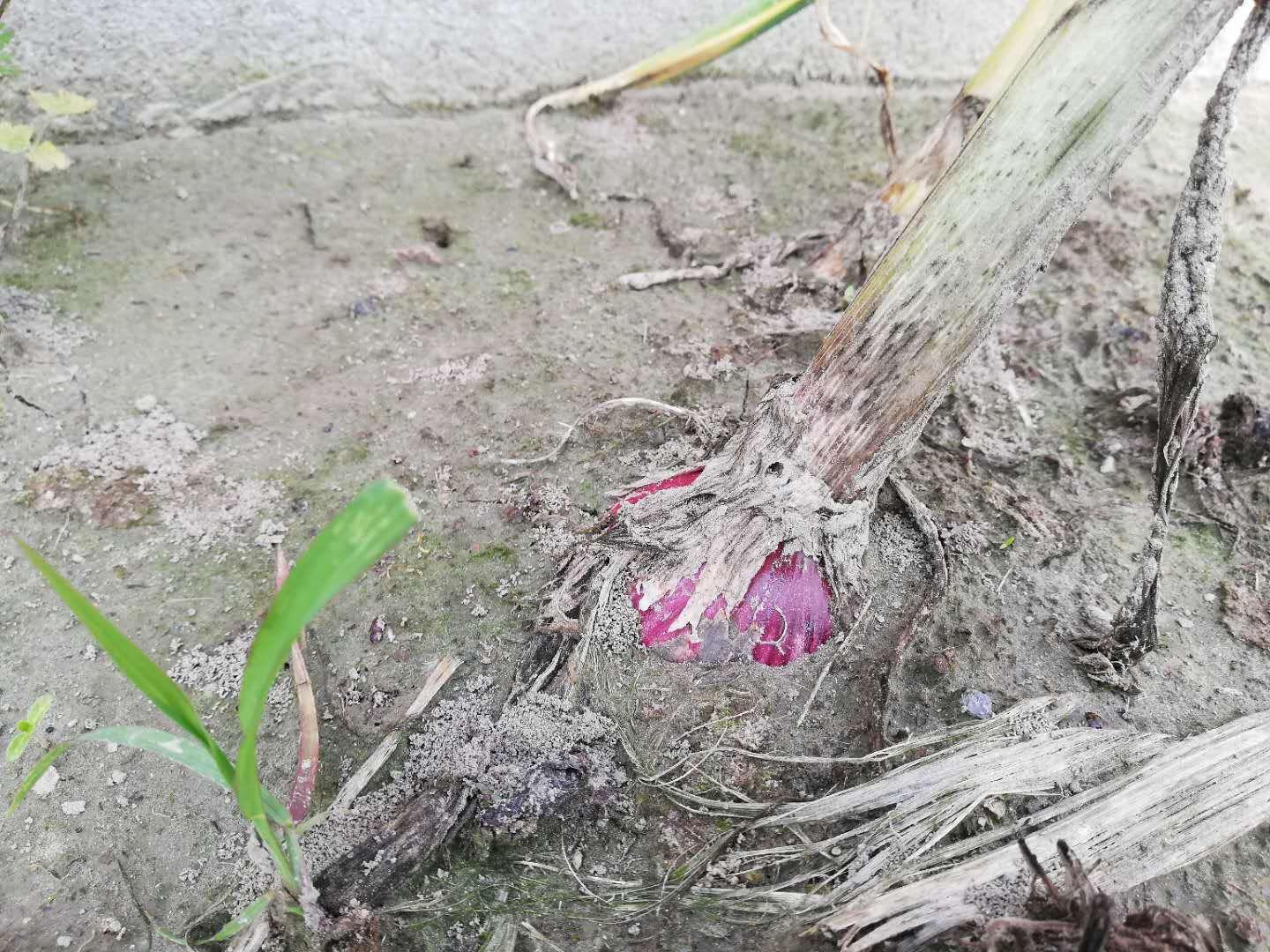 农村最简单高效种植大蒜的方法，1棵大蒜长出8个大蒜头!