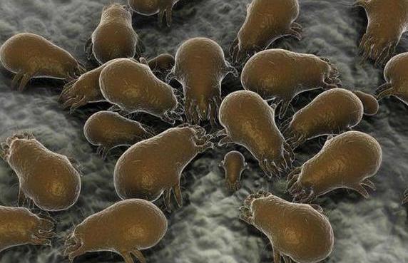 痘痘这里一颗那里一颗, 八成因螨虫在脸上到处