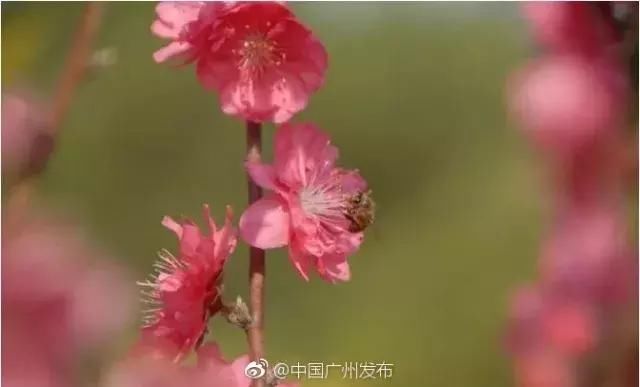 美炸！一夜间，广州竟飘起了如梦似幻的粉红花雨！