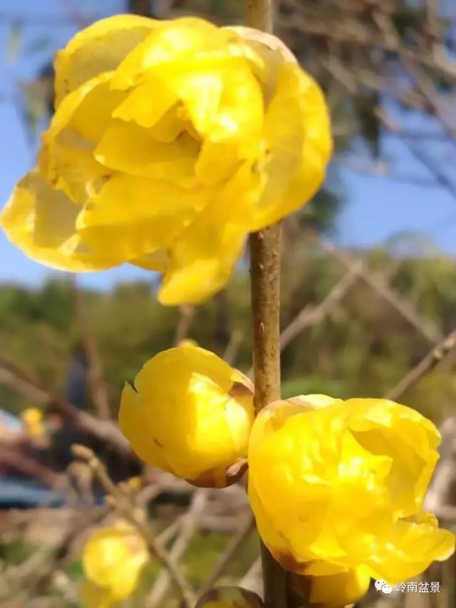 走进韶关鹿麟山私家盆景园畅心阁，感悟陈治辛大师的艺术情怀