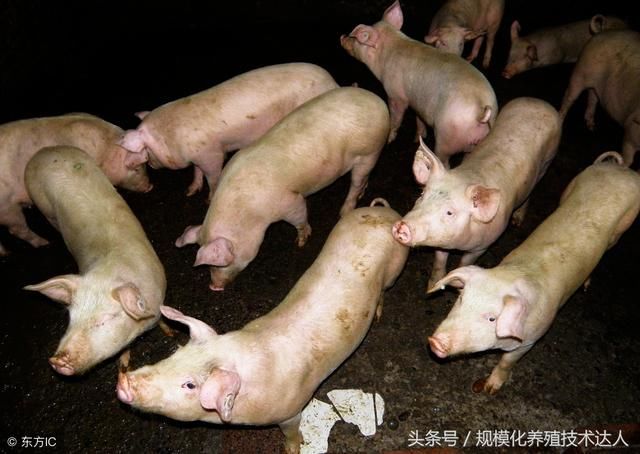 算一笔养猪帐现在猪价之下,小散卖20头生猪能赚钱吗?