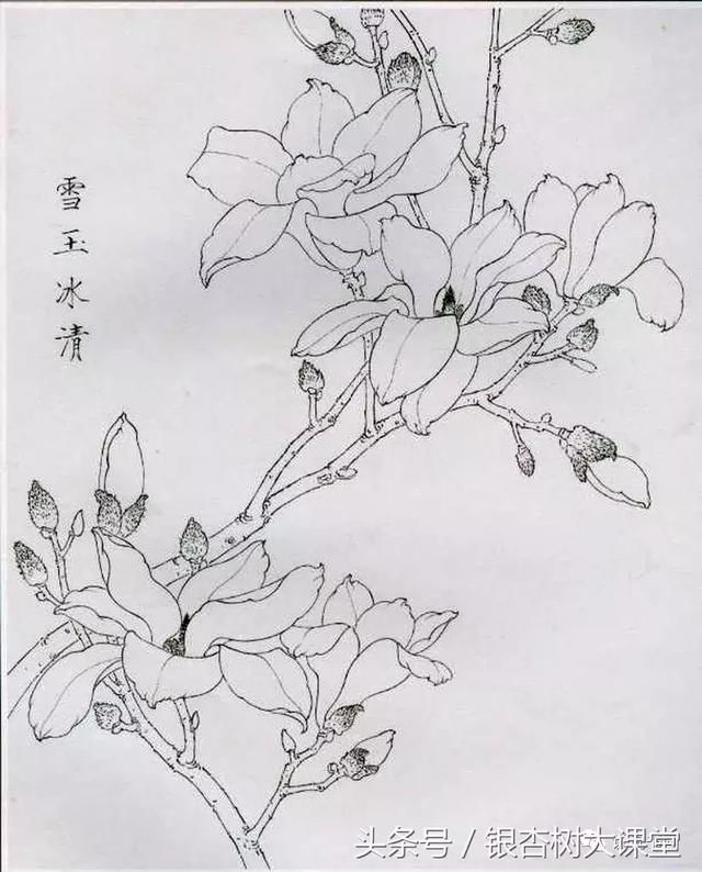 玉兰花代表着报恩。玉兰经常在一片绿意盎然中开出大轮的白色花朵,因其株禾高大,开花位置较高。新诗已旧不堪闻,江南荒馆隔秋云。多情不改年年色,千古芳心持赠君。 玉兰 《题玉兰》 明沈周 翠条多力引风长,点破银花玉雪香。 韵友自知人意好,隔帘轻解白霓裳。 玉兰 《玉兰》 明睦石 霓裳片片晚妆新,束素亭亭玉殿春。