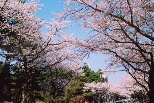 无关爱国，不待高帽：赏樱花不去富士山，醉美樱花开在狼牙山！