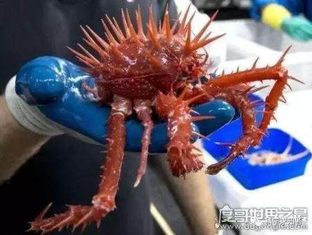 探索海底一万米有多恐怖, 拥有数不尽的怪异生物