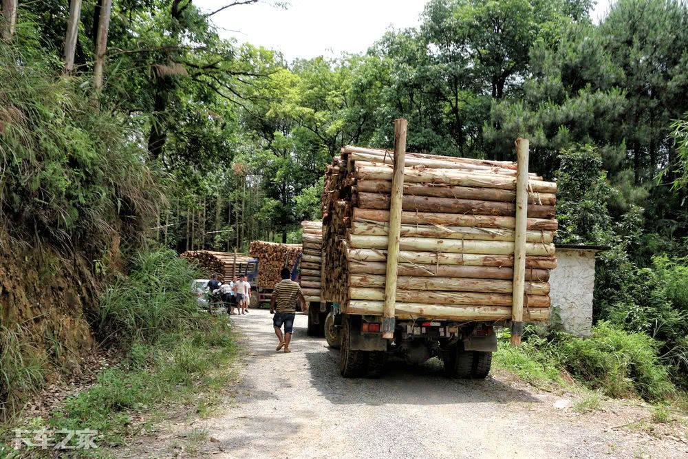 跟老司机一起去深山老林拉木材，一车能挣900块