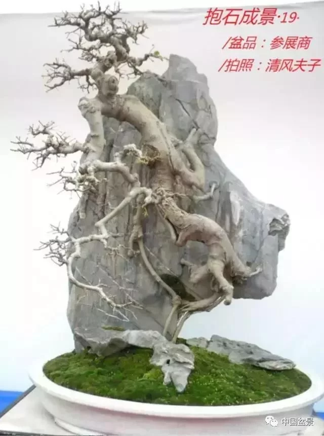 欣赏典雅新奇抱石盆景,学习抱石盆景制作技巧 - 武汉老徐 - 武汉老徐的博客 欣赏典雅新奇抱石盆景,学习抱石盆景制作技巧 - 武汉老徐 - 武汉老徐的博客