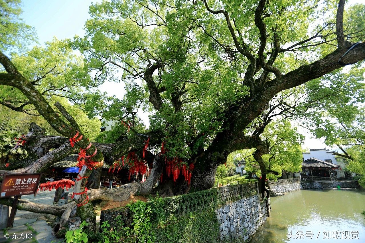 婺源这棵古樟树，树龄1600余年枝繁叶茂，游客来这里都会做一件事