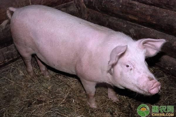 今日生猪多少钱一斤?2019全国生猪行情涨跌分