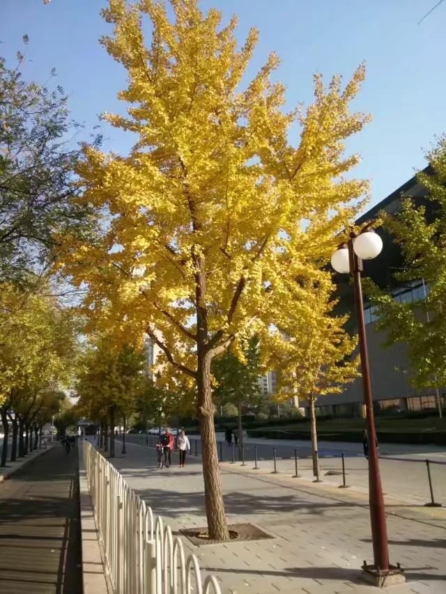 骑车旅行进入北京和天津只是在胡同走一走