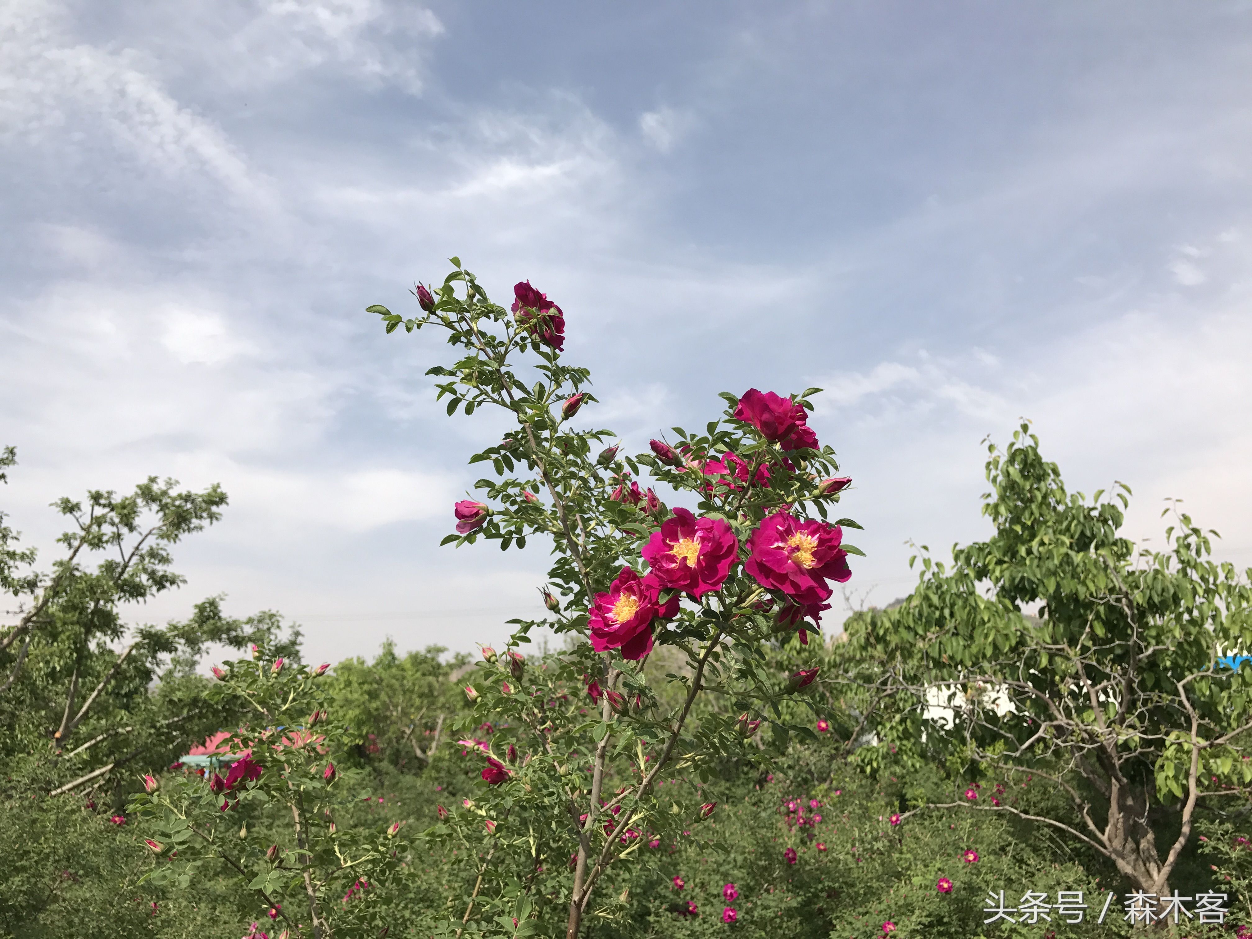 兰州的苦水玫瑰开了 遇见一位玫瑰花般的女子 摘花登山拜佛