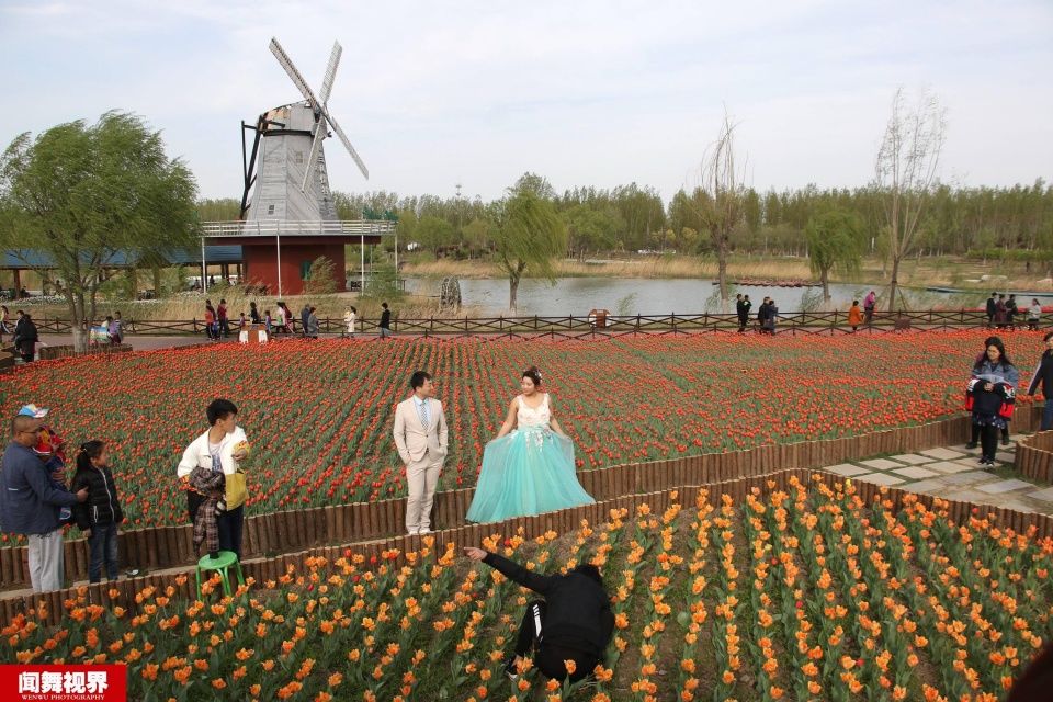 摄影师站郁金香花田拍婚纱，被批没素质起身后却让人竖大拇指