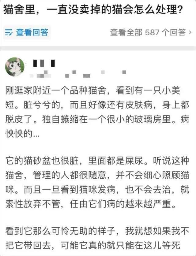 是什么品种的猫