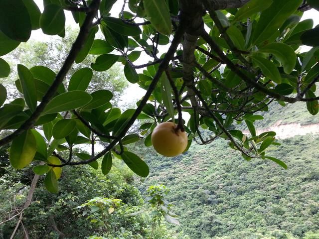 这金黄金黄的野果,你吃过吗