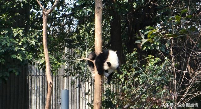 春节成都大熊猫基地游人如织，大熊猫却睡意正浓