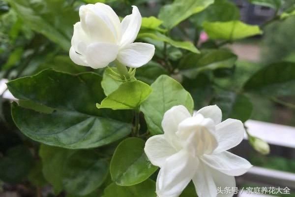 茉莉、栀子花期延长，开花不断的小秘诀