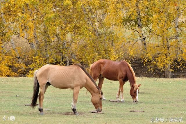 生肖马9月将有四喜临门,再不接就要溜到别人