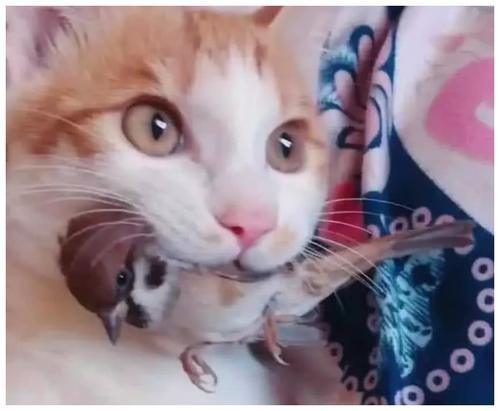 猫咪抓了个 飞行员 送给女主人,礼物吓得女主人