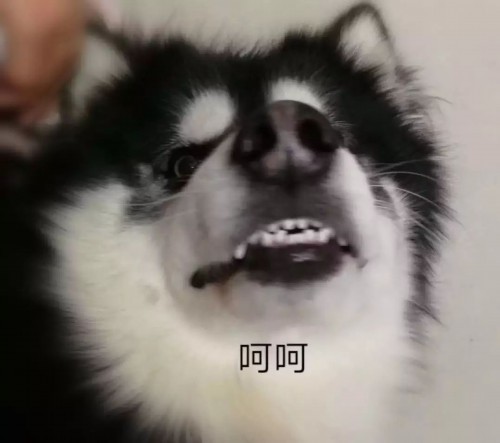 狗狗早晚都偷拍拉粑粑却被无良铲屎官出门,狗155穿衣女生矮个子图片