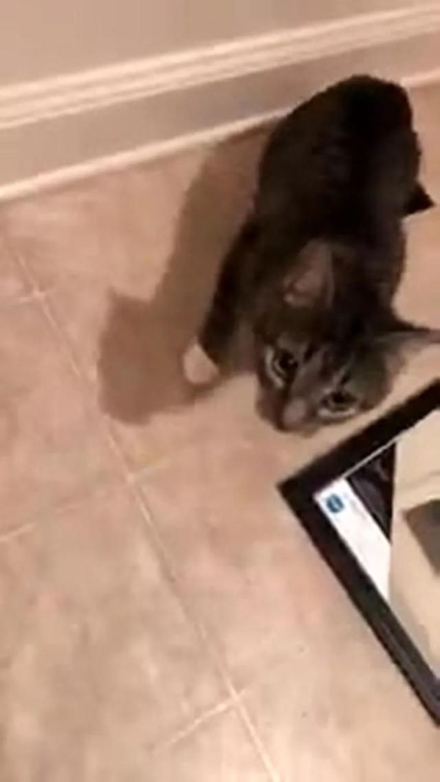 猫咪听说这家没养宠,主动钻下水道送猫上门