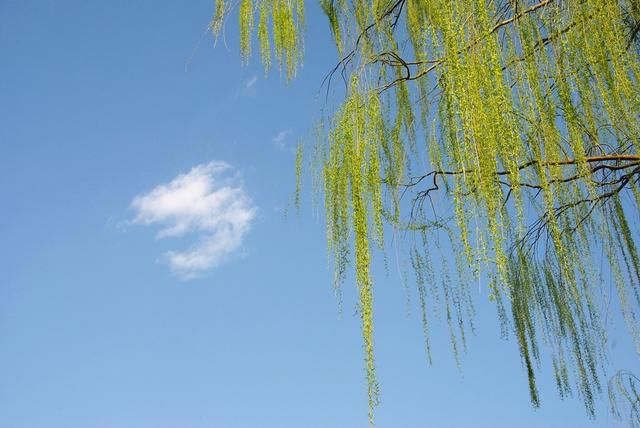 地理老师的新年祝福